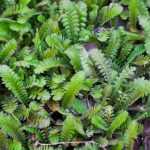 ¿Cómo combinar Leptinella o cótula?