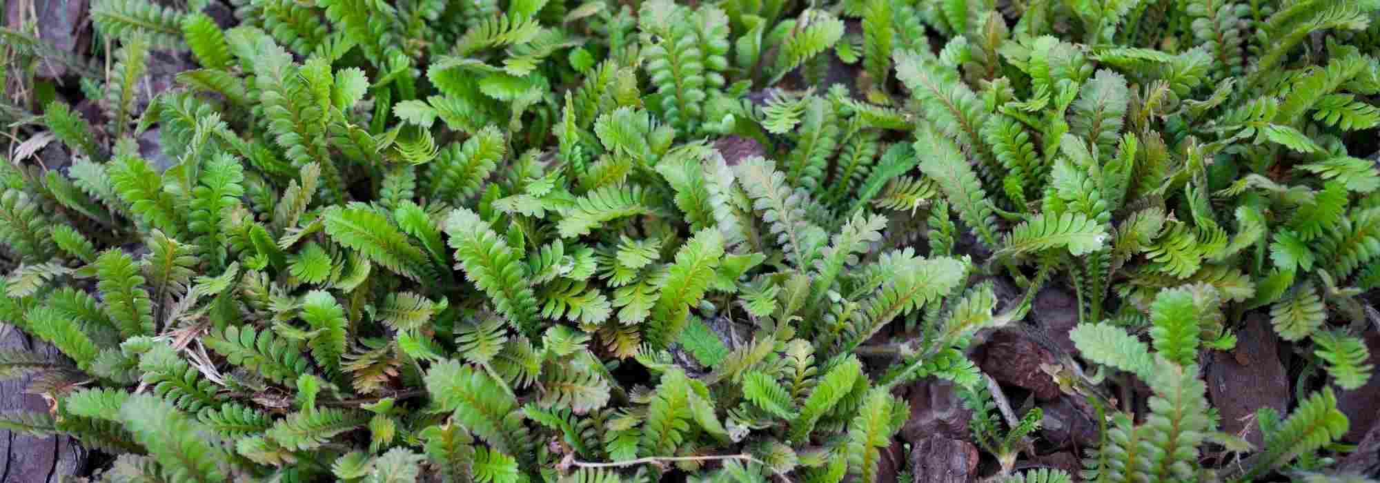 ¿Cómo combinar Leptinella o cótula?