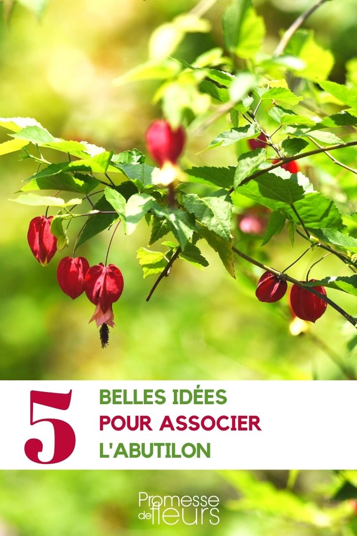 ideas para combinar abutilón