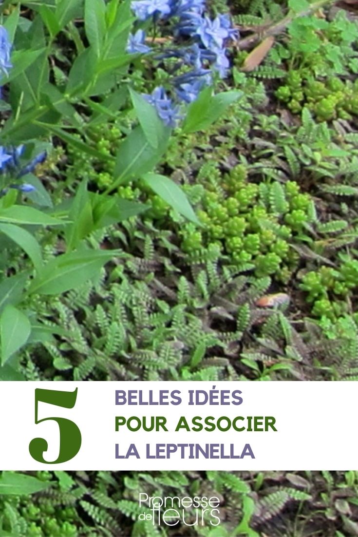 Asociar la leptinella