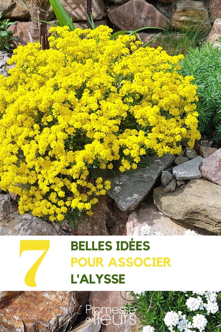 asociación de aliso