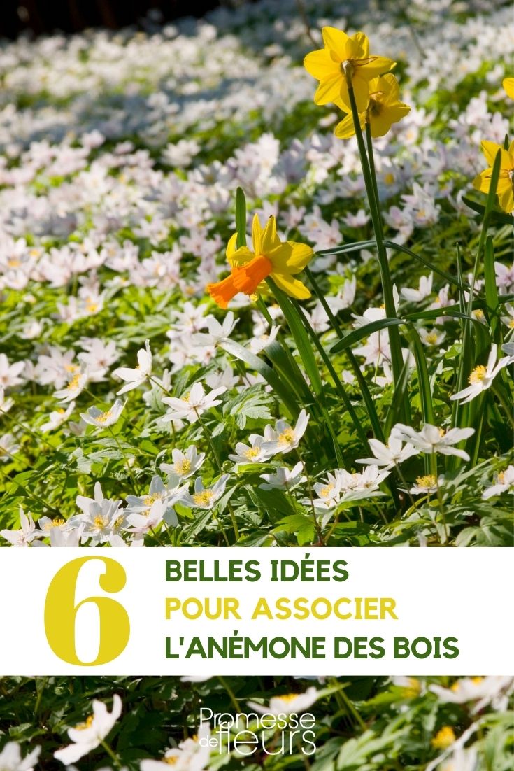 Asociar la anémona del bosque
