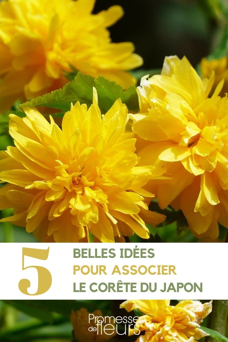 asociación Kerria Japonica en el jardín