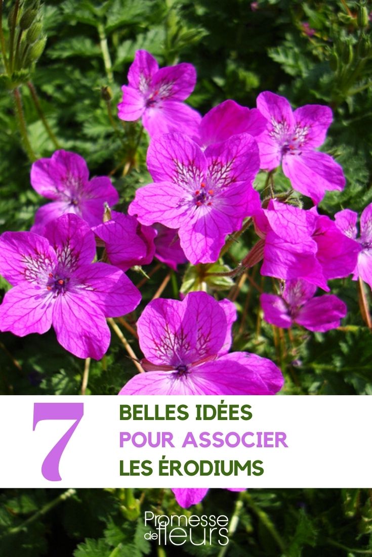 asociación vivaz erodium