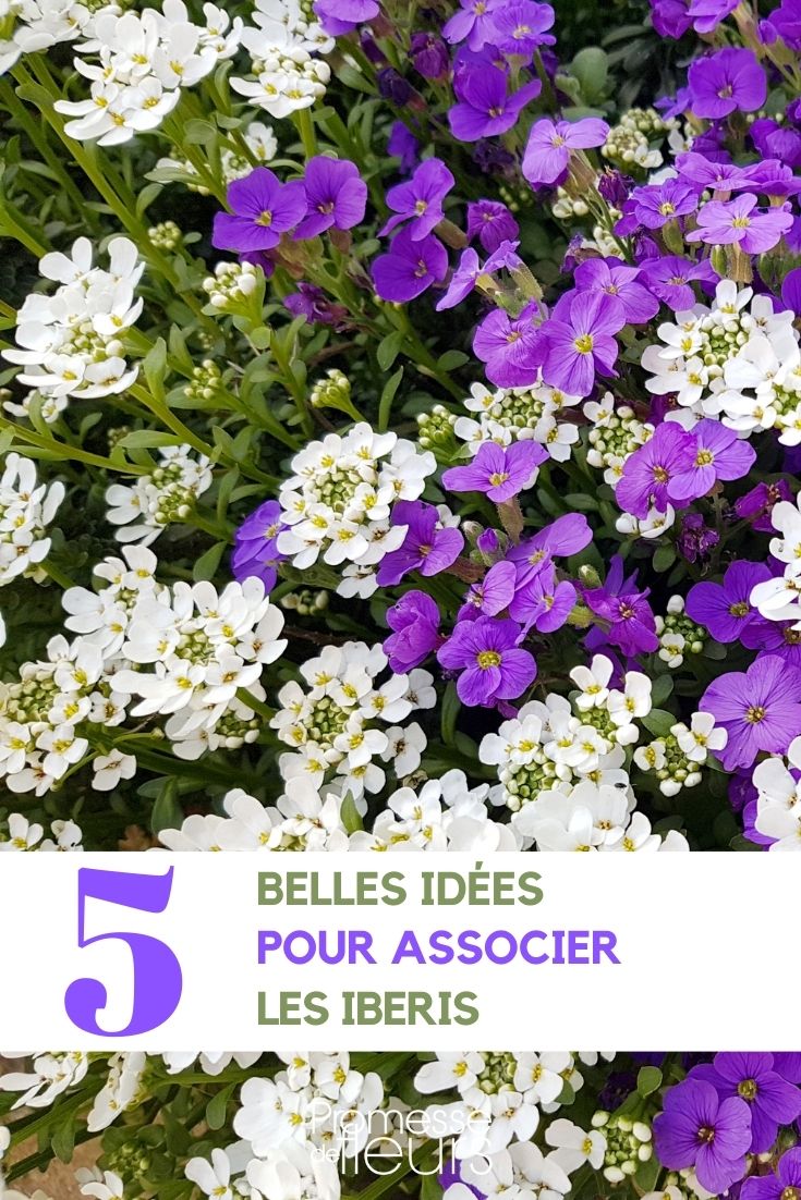 Iberis Cesta de plata