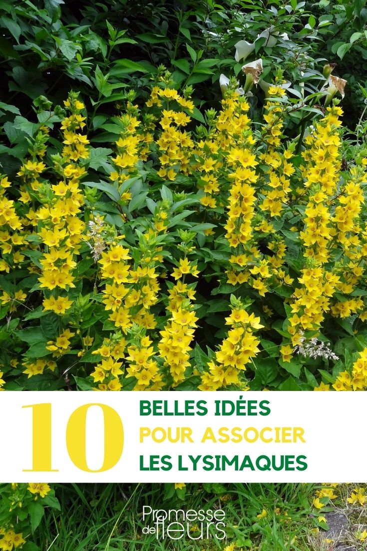 asociación lisimaque