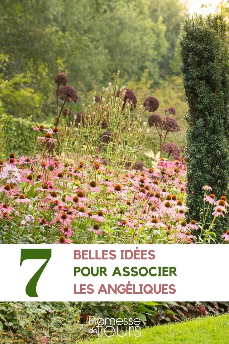 Combinar las angélicas