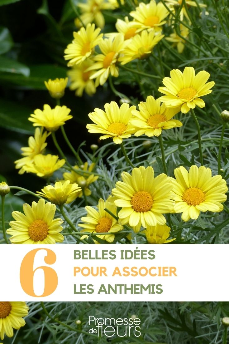 asociación anthemis