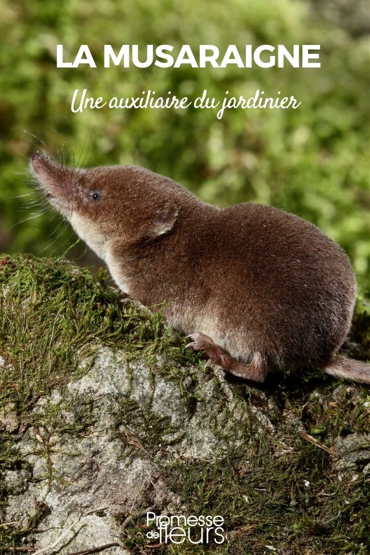 musaraña en el jardín