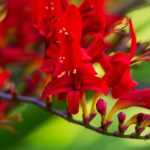 7 bulbos de verano de flores rojas