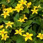 Chrysogonum: plantación, cultivo y cuidados