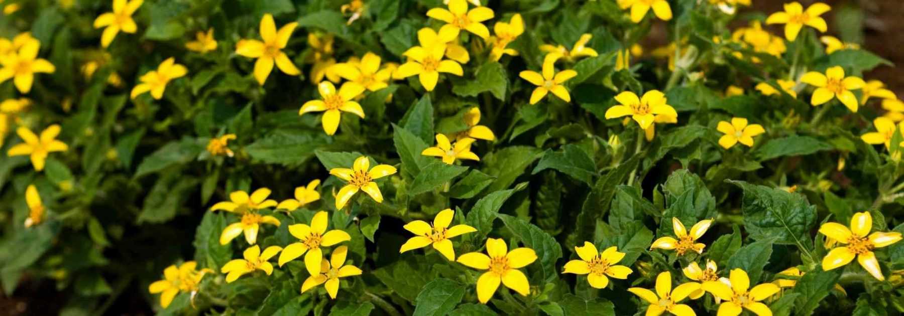 Chrysogonum: plantación, cultivo y cuidados