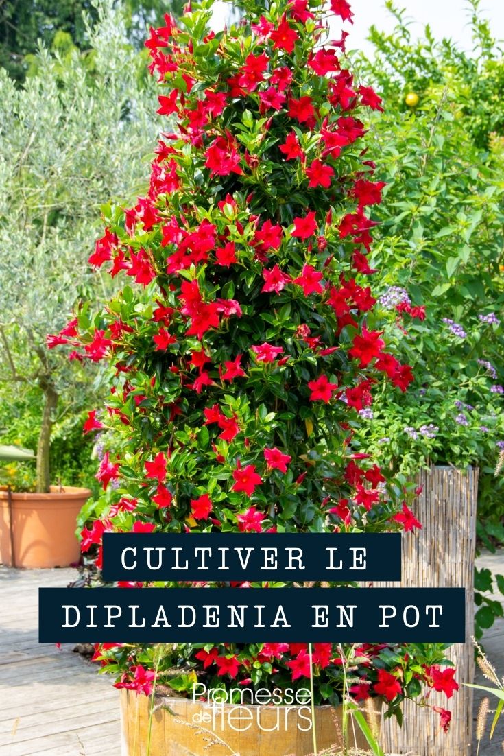 cultivo y plantación de dipladenia en maceta o jardinera