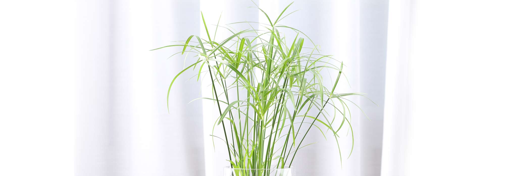 Cultivar papiro o Cyperus en macetas