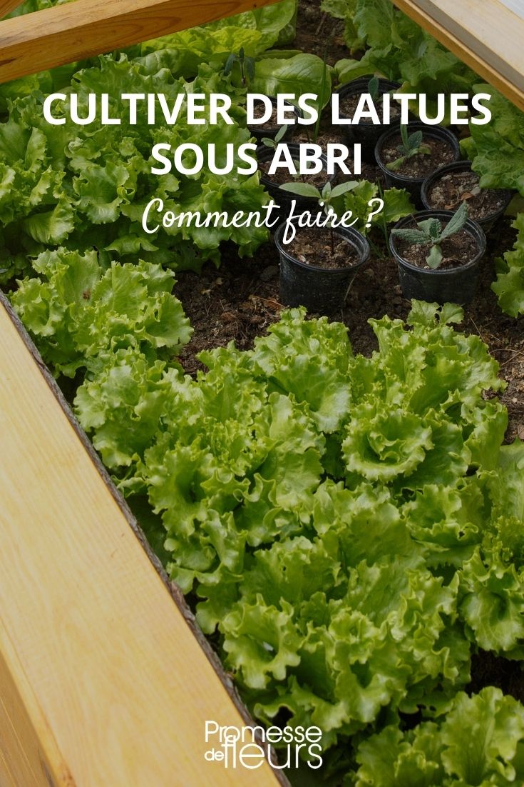 lechuga cultivo protegido mini invernadero refugio