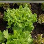 Cultivar lechugas bajo cubierta