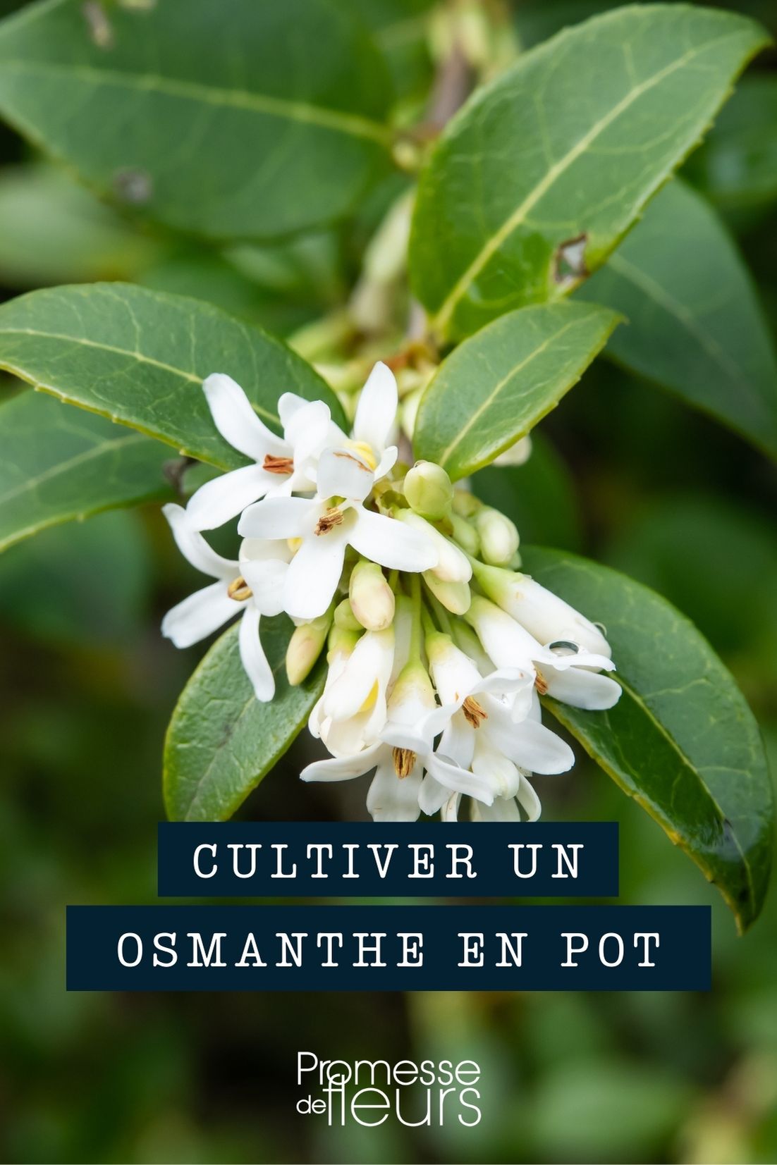 cultura Osmanthus maceta contenedor jardinera