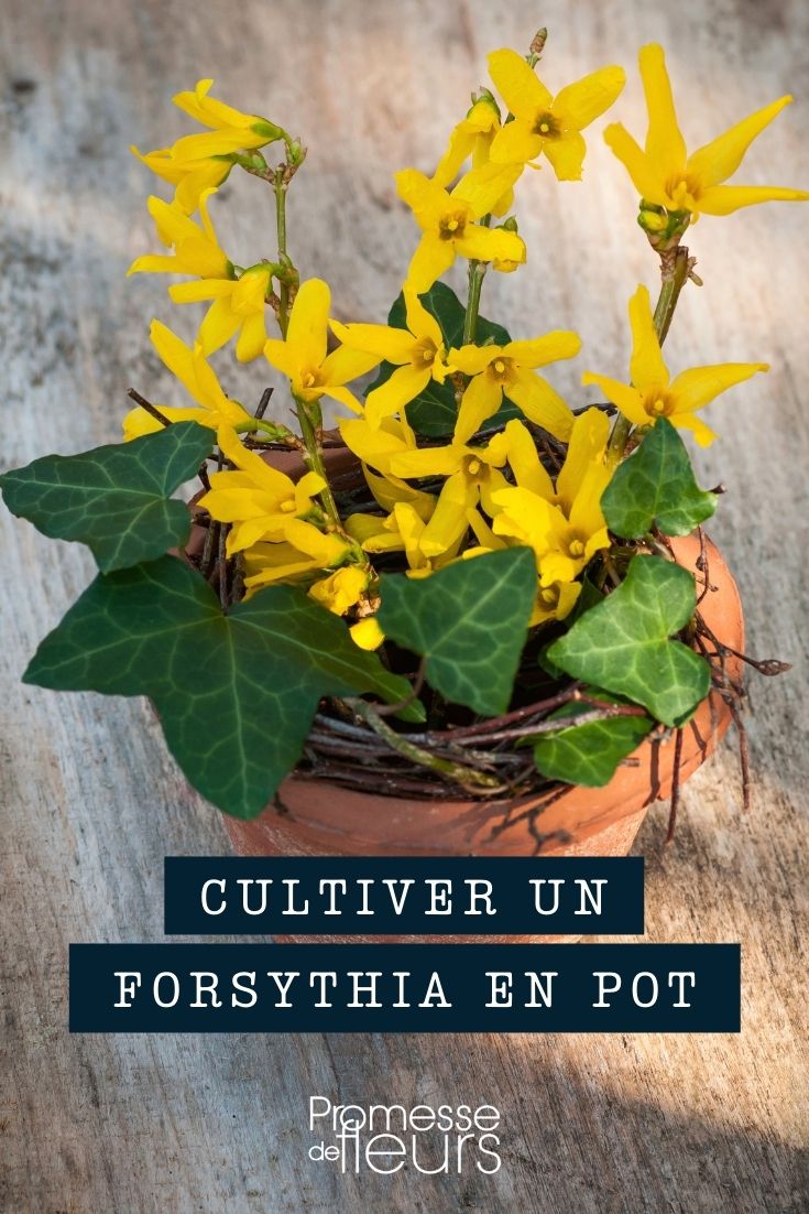 # Cultivo del forsythia en maceta

El forsythia es un arbusto de floración temprana que puede cultivarse perfectamente en macetas, ideal para balcones y terrazas. Aquí te explicamos cómo cuidarlo:

**Elección de la maceta:**
- Selecciona un contenedor grande (mínimo 40 cm de diámetro)
- Asegúrate que tenga buen drenaje
- Prefiere materiales como terracota o madera

**Sustrato ideal:**
- Mezcla de tierra de jardín con mantillo
- Añade un poco de arena para mejorar el drenaje
- pH ligeramente alcalino (6.5-7.5)

**Exposición:**
- Pleno sol (al menos 6 horas diarias)
- Protege de vientos fuertes
- En invierno, protege la maceta de heladas intensas

**Riego:**
- Regular en primavera y verano
- Reducir en otoño e invierno
- Evitar encharcamientos

**Poda:**
- Realízala después de la floración
- Elimina ramas viejas para estimular nuevas floraciones
- Mantén la forma deseada

**Abonado:**
- Fertilizante orgánico en primavera
- Complementa con abono líquido cada 15 días durante la floración

Con estos cuidados, tu forsythia en maceta te regalará cada primavera una espectacular floración amarilla que alegrará tu espacio exterior.