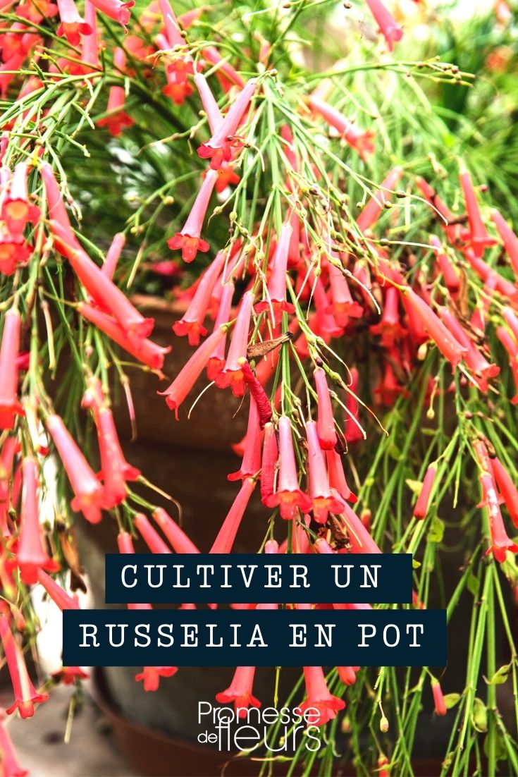Cultivar un russelia en maceta