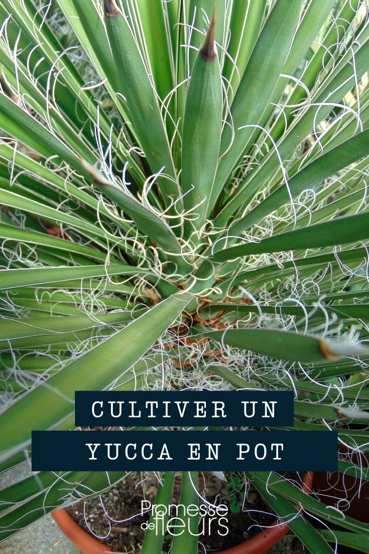 plantar yucca en maceta, jardinera o contenedor