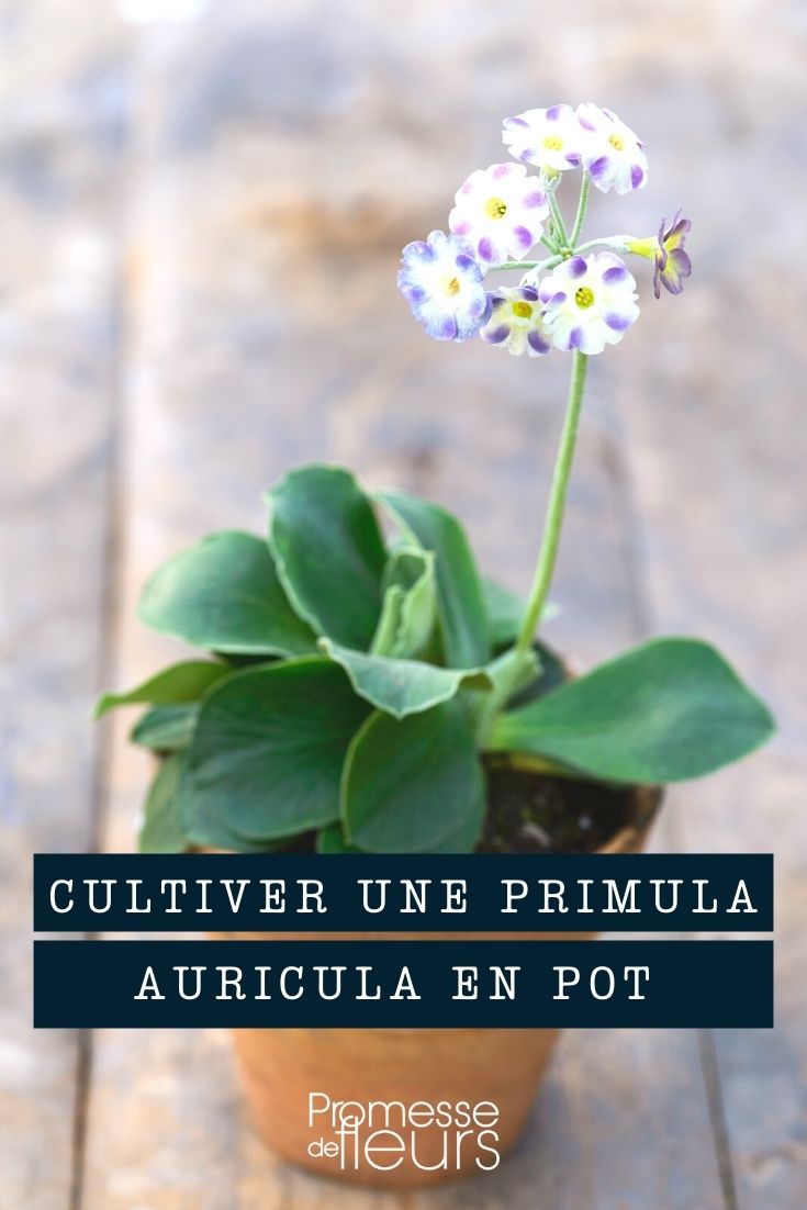 Cultivar una Primula auricula en maceta