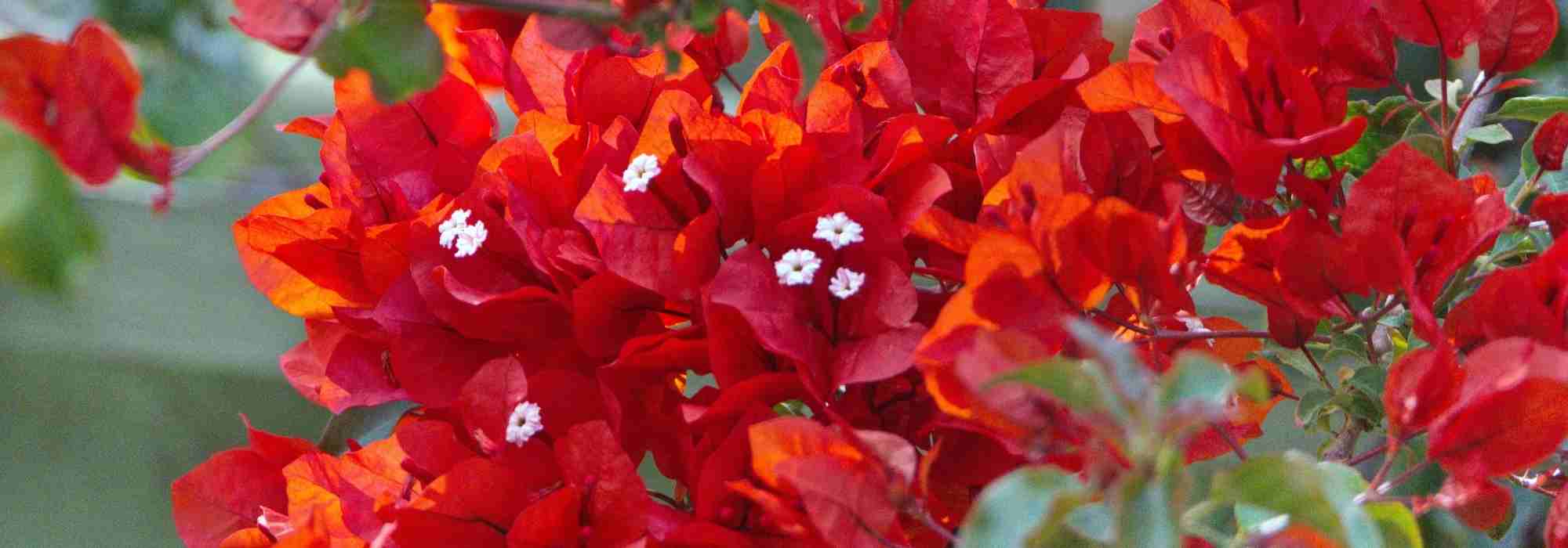 8 trepadoras de flores rojas