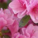 10 azaleas japonesas de flores rosas
