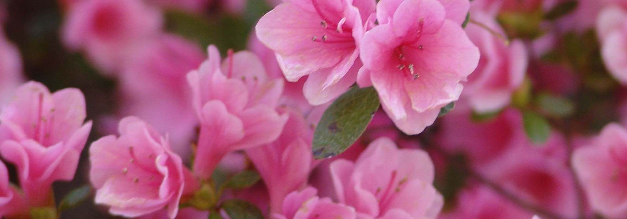 10 azaleas japonesas de flores rosas