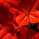 10 azaleas japonesas de flores rojas