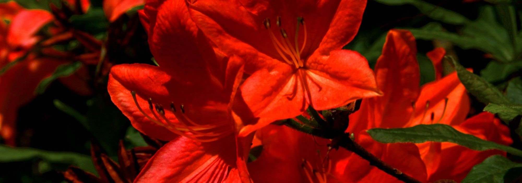 10 azaleas japonesas de flores rojas
