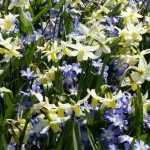 Combinar las chionodoxas