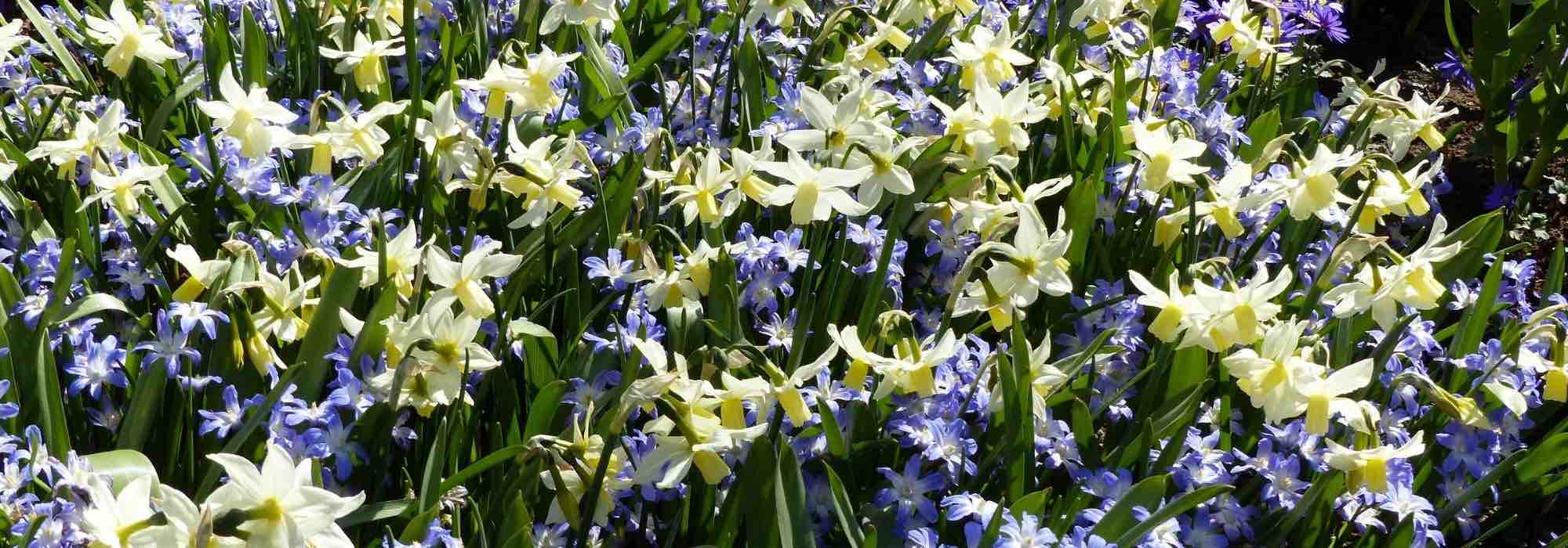 Combinar las chionodoxas