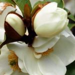 Cultivar magnolios en macetas