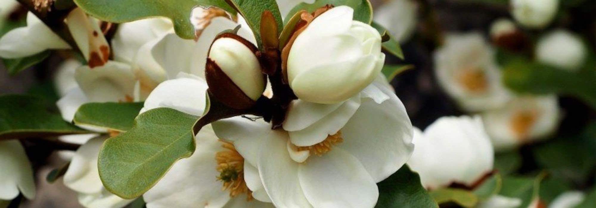 Cultivar magnolios en macetas