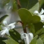 Cultivar un osmanto en macetas