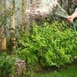 Humedad del suelo en el jardín: ¿cómo definirla?