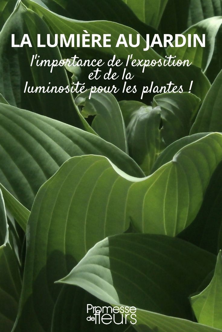 exposición de plantas