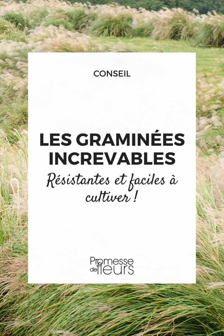 vivaz gramínea fácil de cultivar