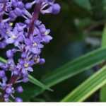 Cultivar Serpentina en macetas