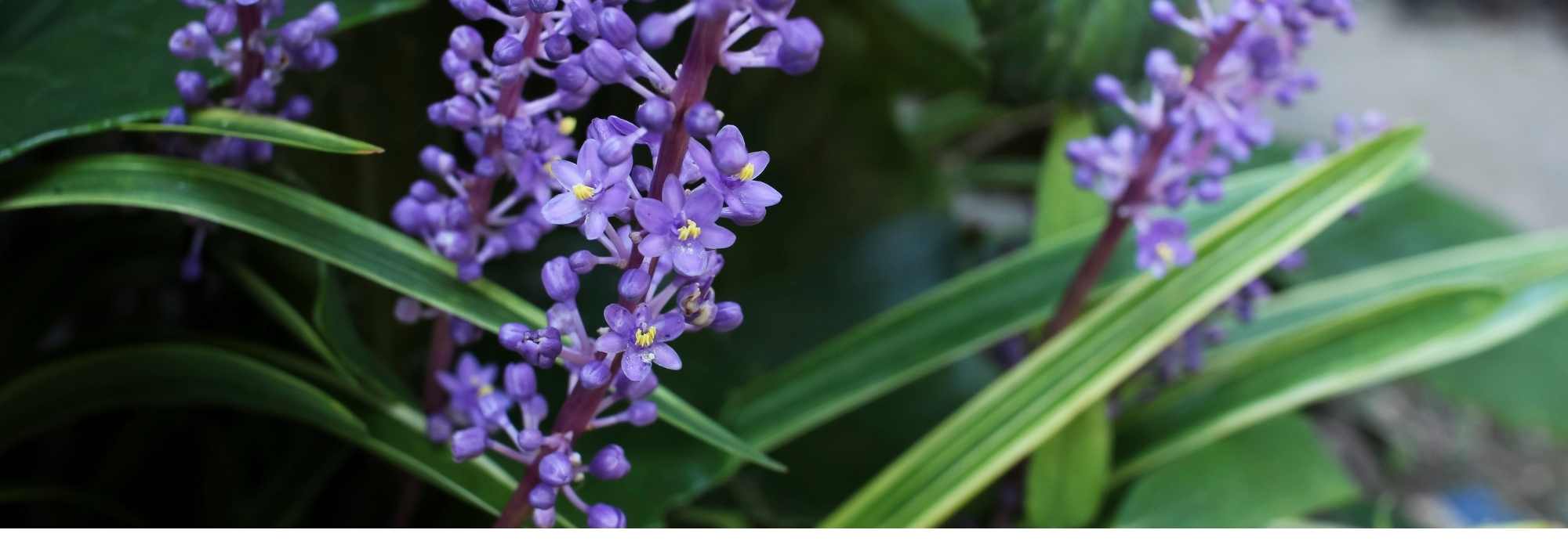 Cultivar Serpentina en macetas