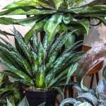 Cultivar Mangave en macetas