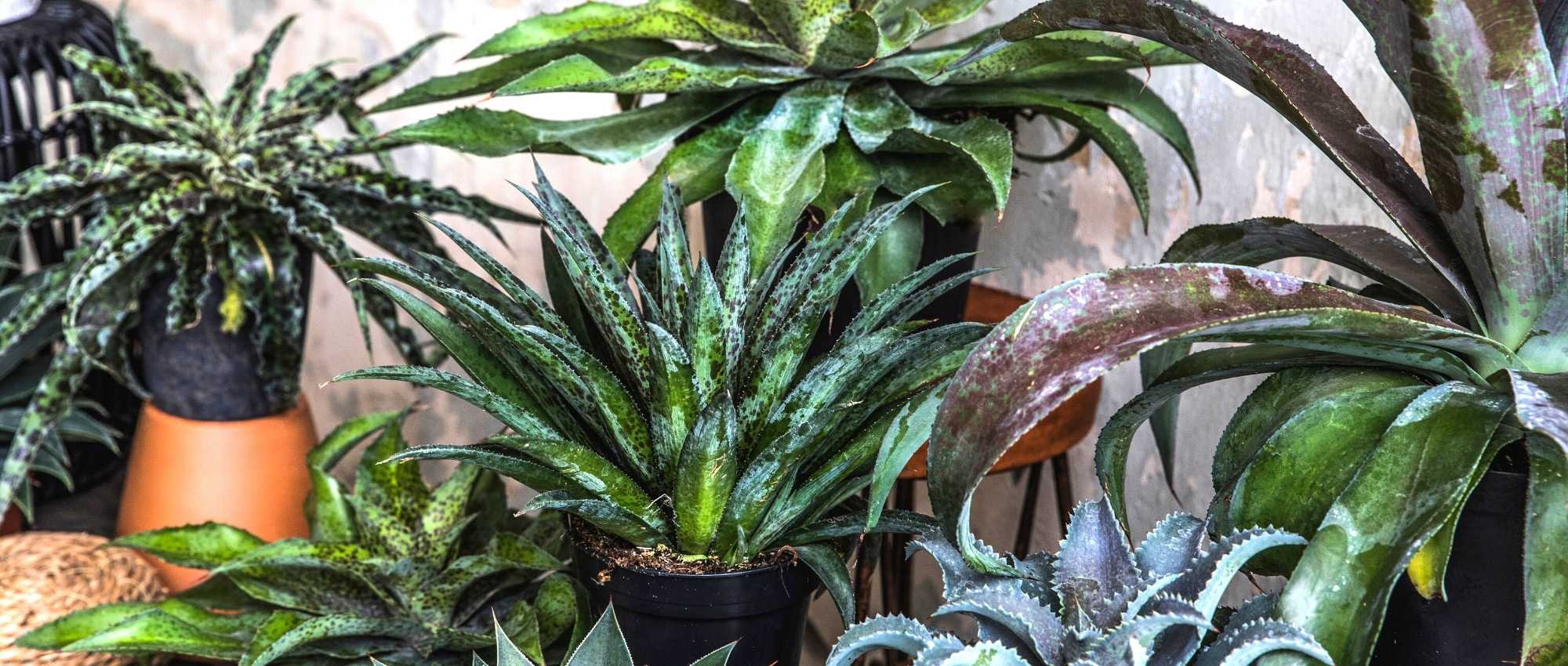 Cultivar Mangave en macetas