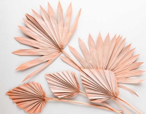 ¿Cómo secar una hoja de palmera?