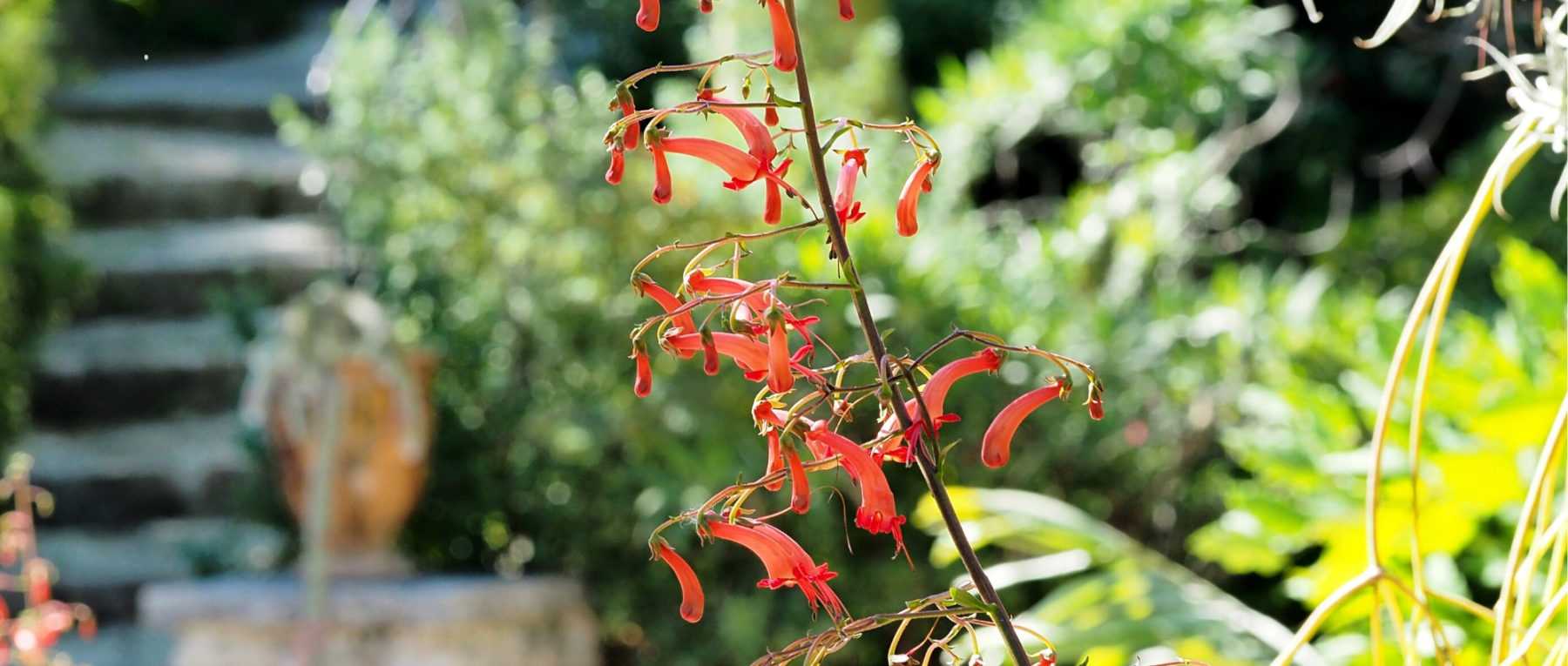 Phygelius: Plantar, cultivar y cuidar