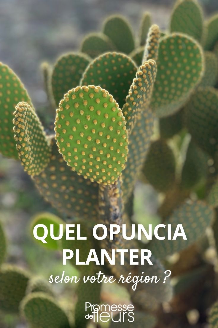 cultivo de opuntia según el clima de la región