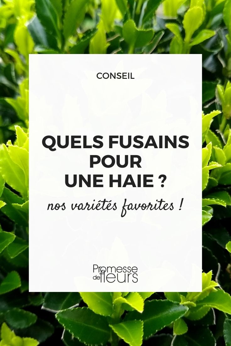 Euonymus arbusto seto