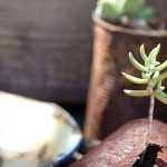 Reciclar envases en el jardín