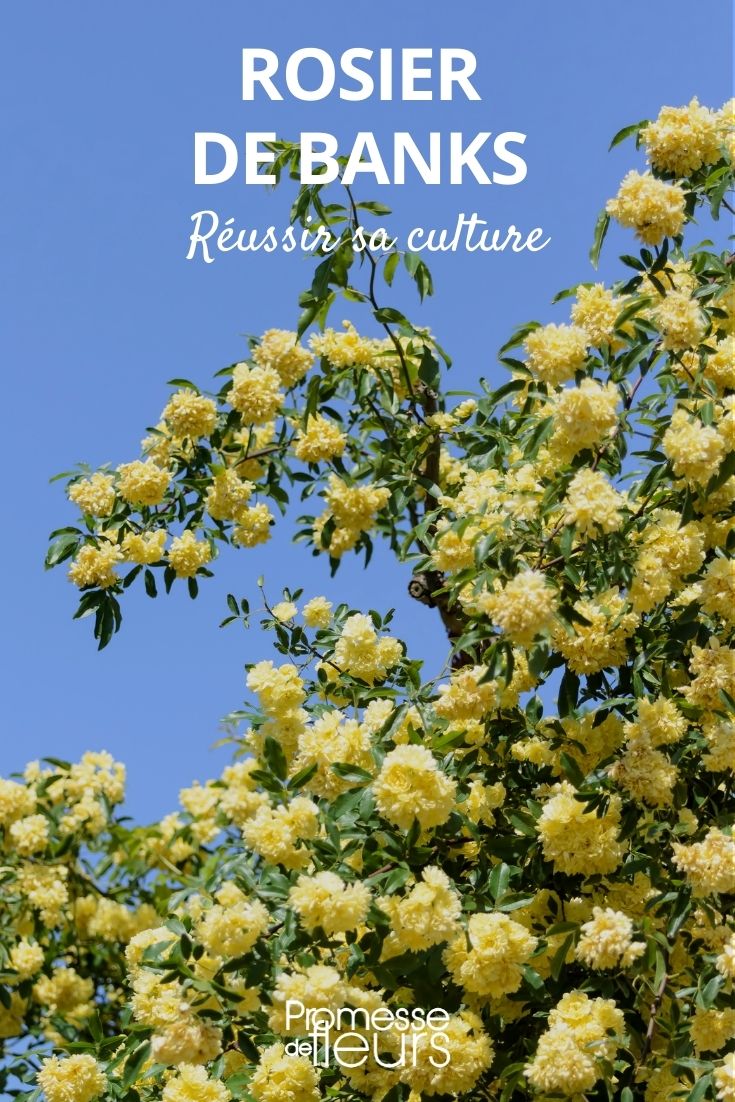 cultivar Rosa banksiae