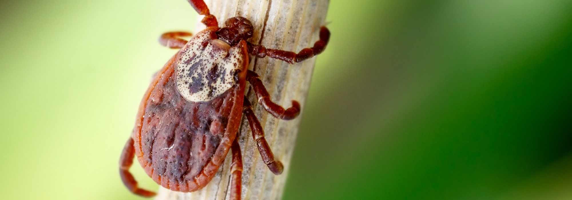 Combatir las garrapatas en el jardín