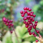 Las vivaces más bellas con frutos decorativos